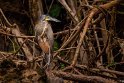 006 Tortuguero, tijgerroerdomp